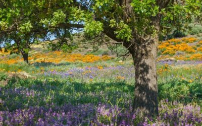 Spring is Here: Time to Plant Native Plants