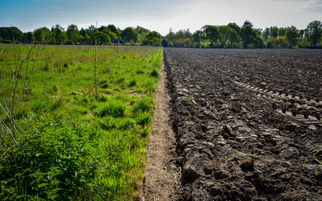 Regeneration: A Matter of Life and Breath