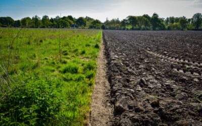 Regeneration: A Matter of Life and Breath