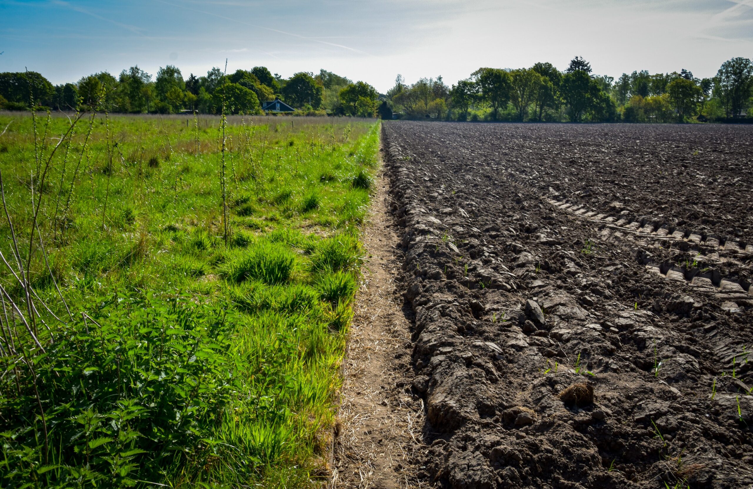 Green grass on the left with a strip of dirt in the center and then black charred ground on the right