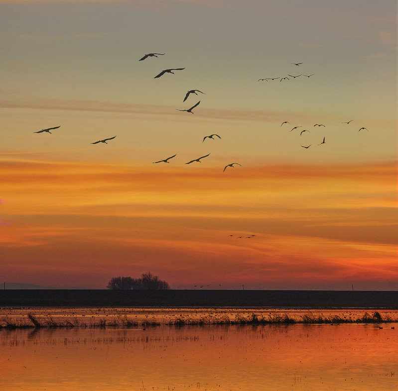 orange sunset with profile of a flock of birds flying above