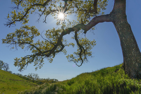 Looking Past the Great Dying to the Next Great Living