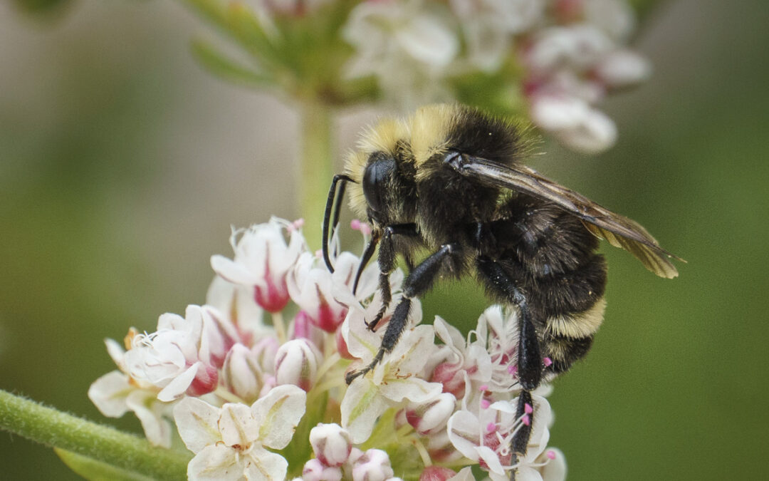 Cold-Climate Horticulture and a Freed Bee