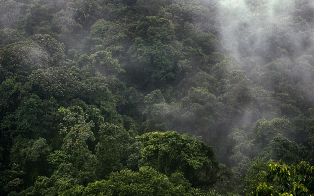 Mini-Grants: Cloud Forest Regeneration Project