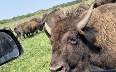 Flipping the Narrative to Earth Regeneration