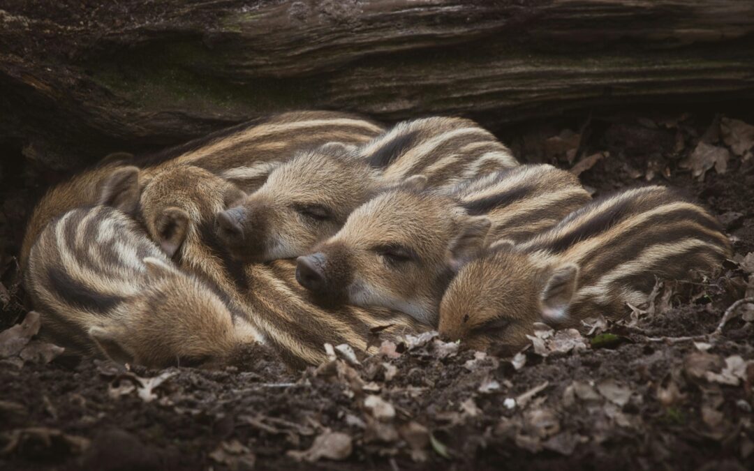 Simplicity: A Call to Return to Unity and Harmony With Earth and Its Inhabitants