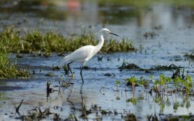 A Fight for the Heart of the Everglades: The EAA Reservoir and Big Sugar