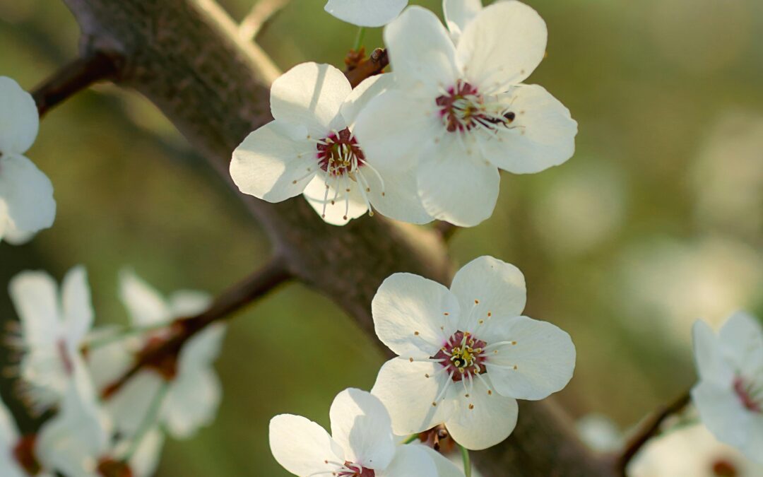 Joy at the Intersection of Earthcare, Gospel Ministry, and Community