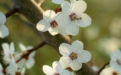 Joy at the Intersection of Earthcare, Gospel Ministry, and Community